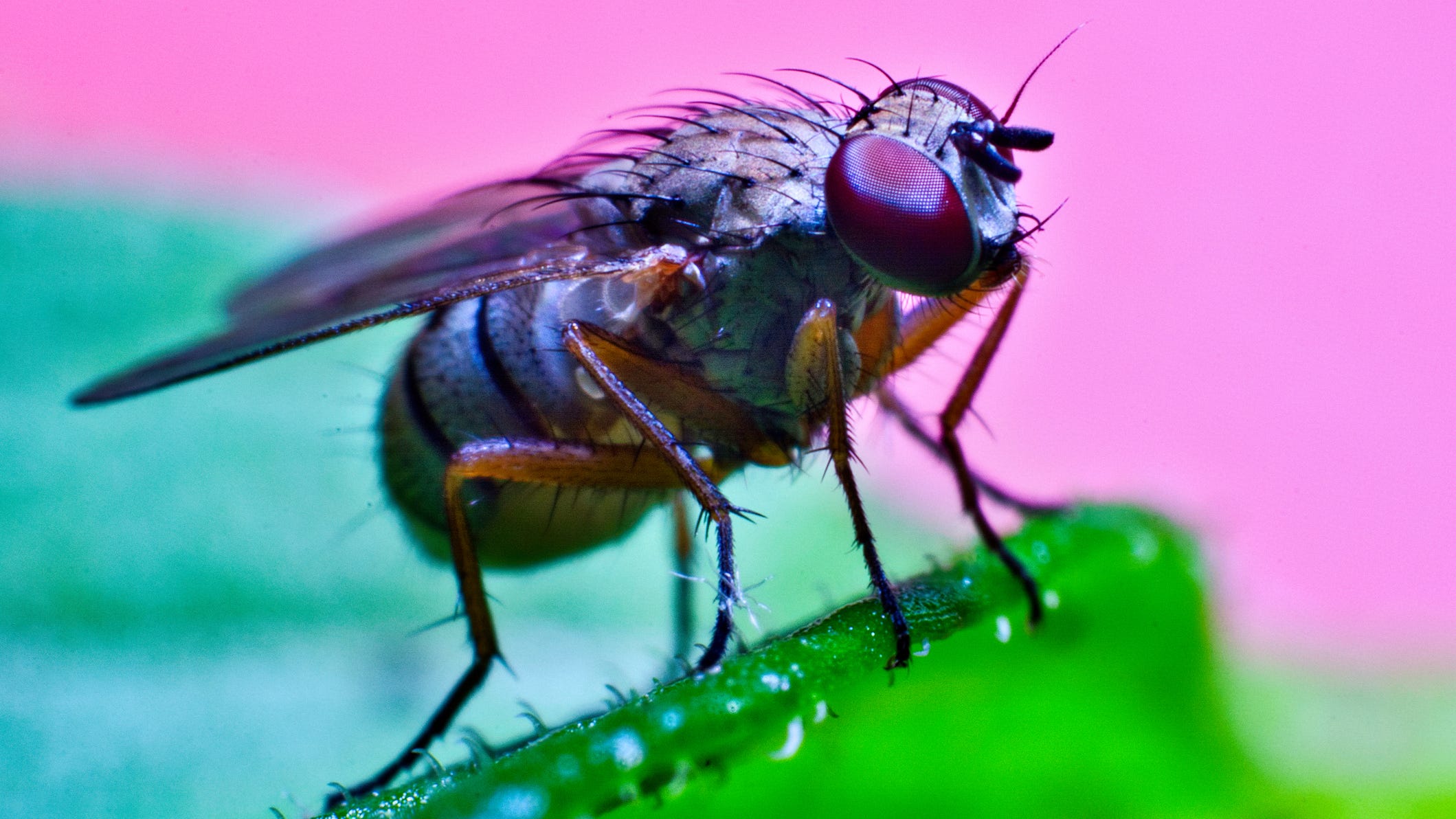 How fruit fly brains could help treat Alzheimer’s disease