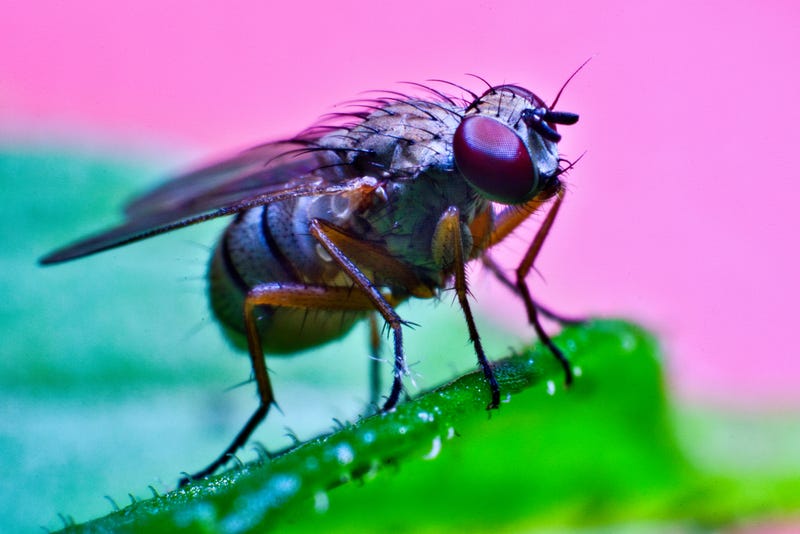 A closeup shot of a fruit fly on a plant.