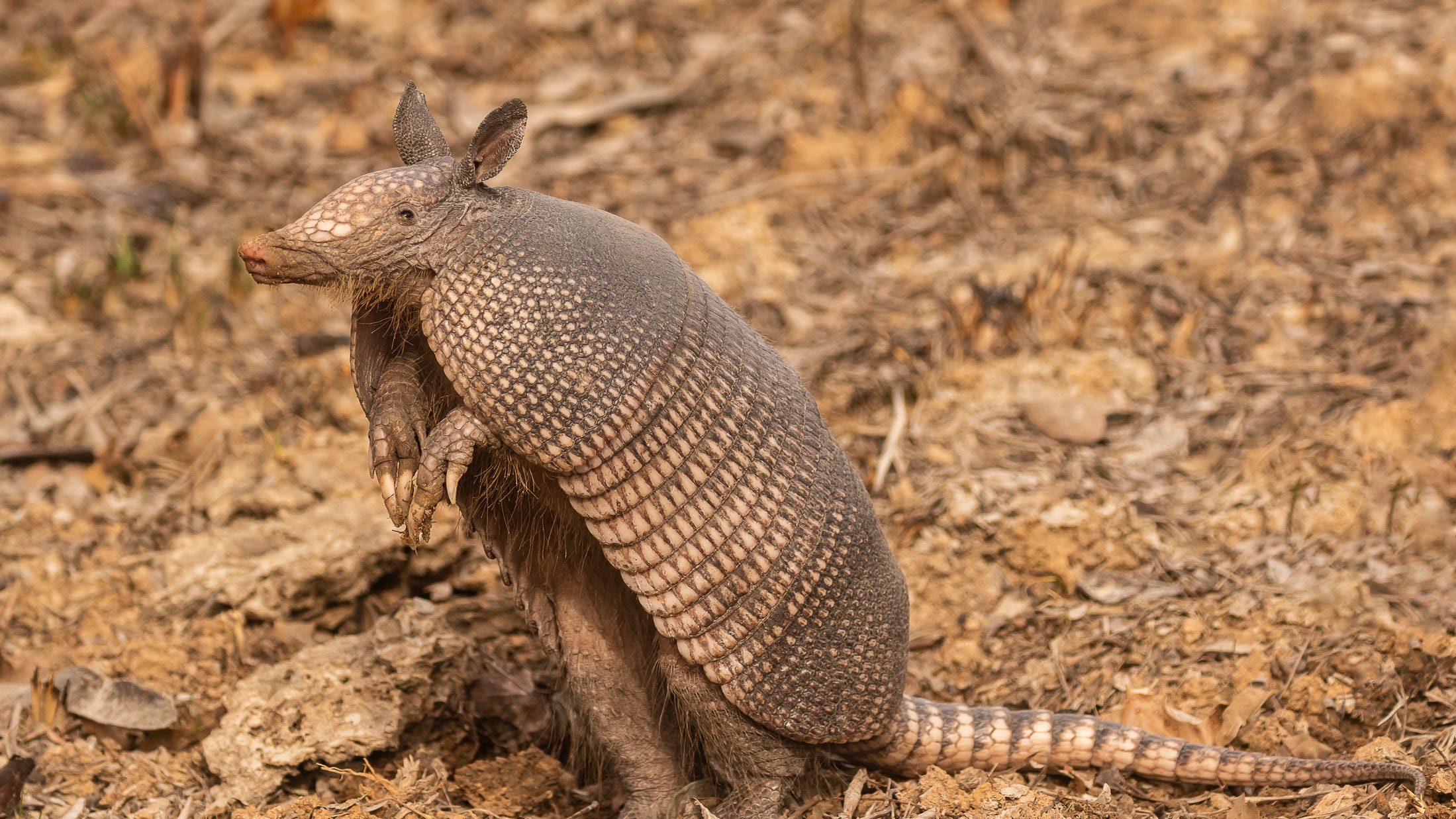 Josephine the armadillo found safe after escaping from zoo