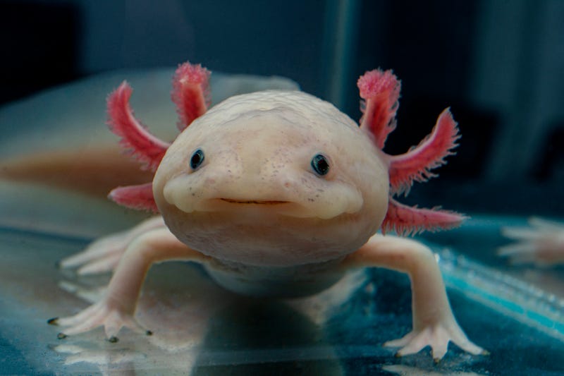 An axolotl