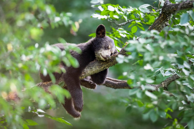 Bear cub