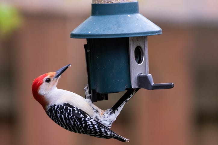 bird feeder