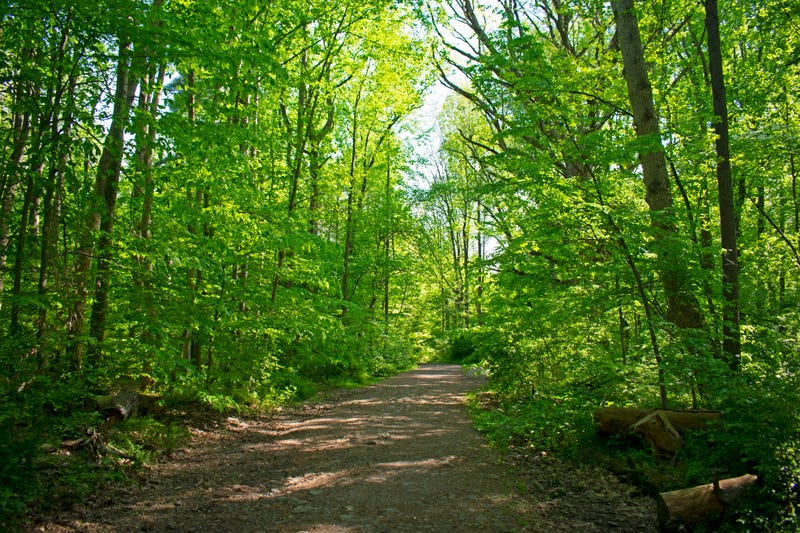 A view of a trail at South Mountain Reservation in Essex County