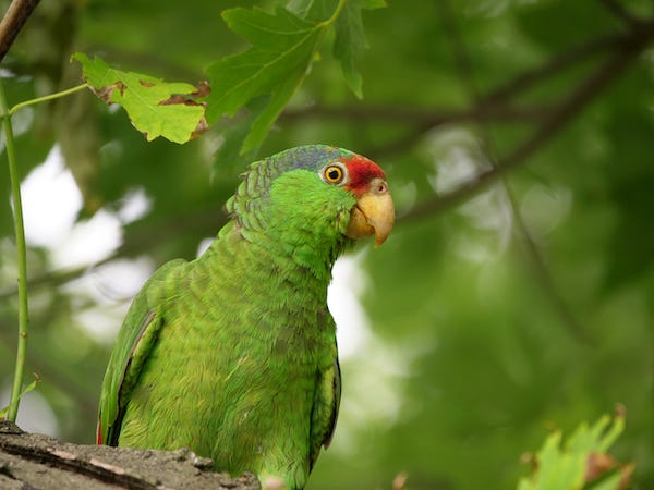 Red-crowned parrot sitting in a tree
