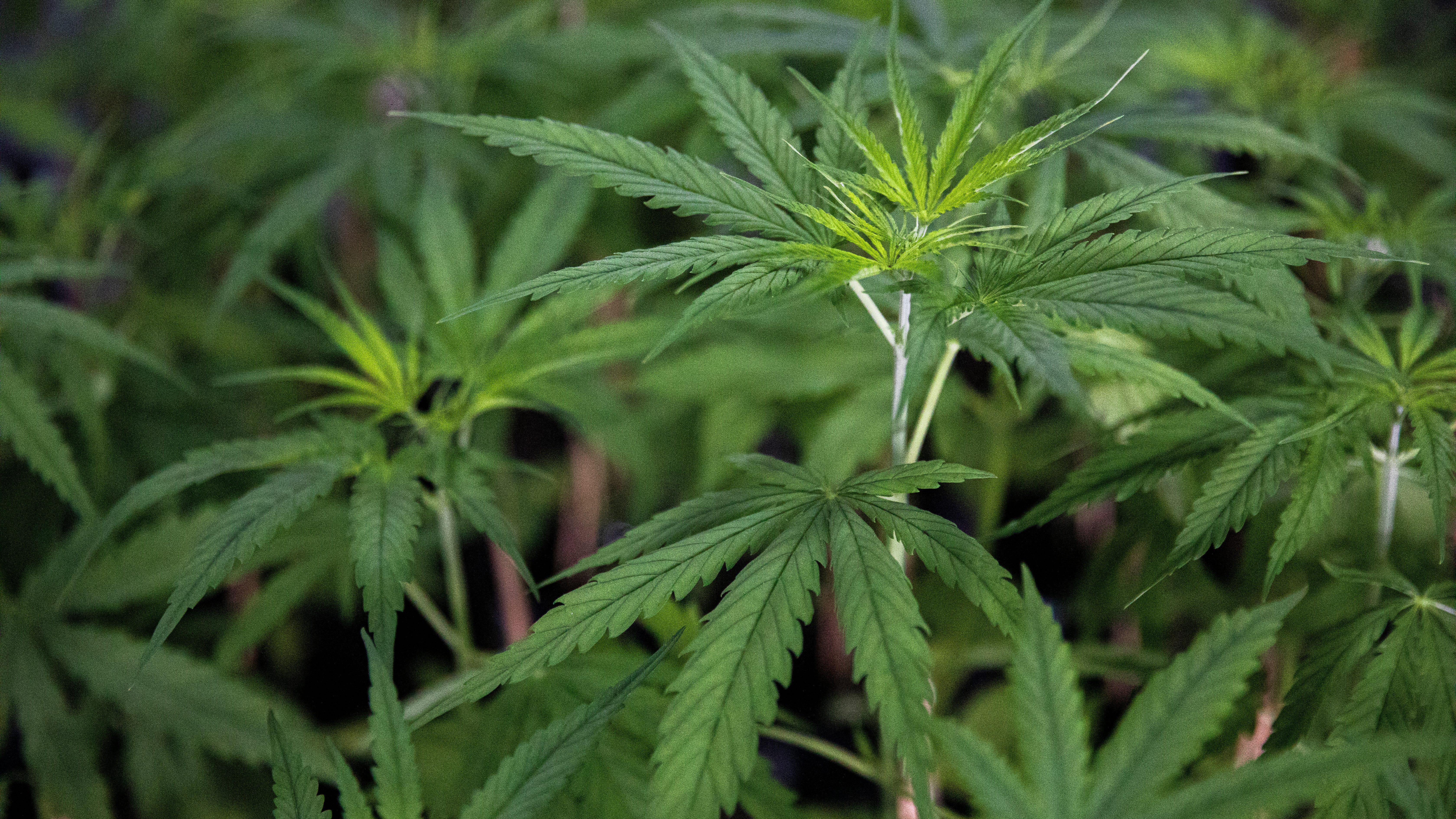 Judge blocks dispensaries in Brooklyn due to lawsuit against state's NY-centric legalization plan