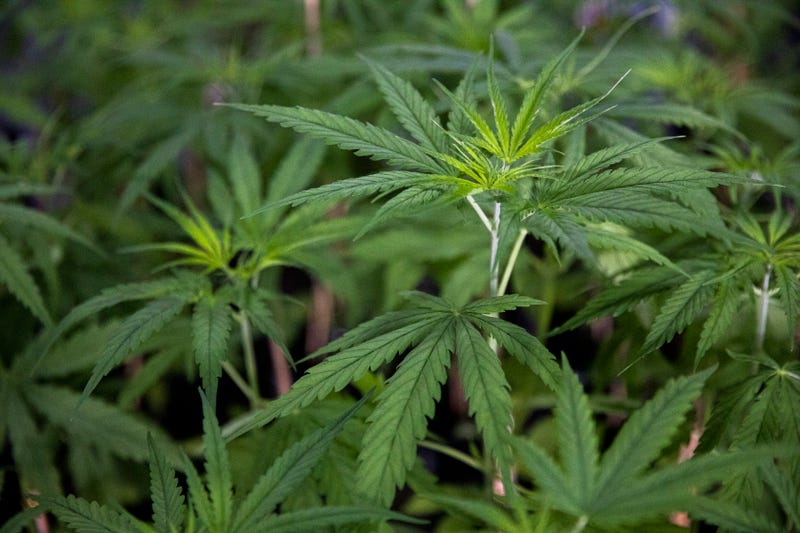 cannabis