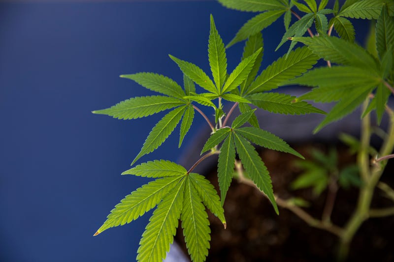 Marijuana plants