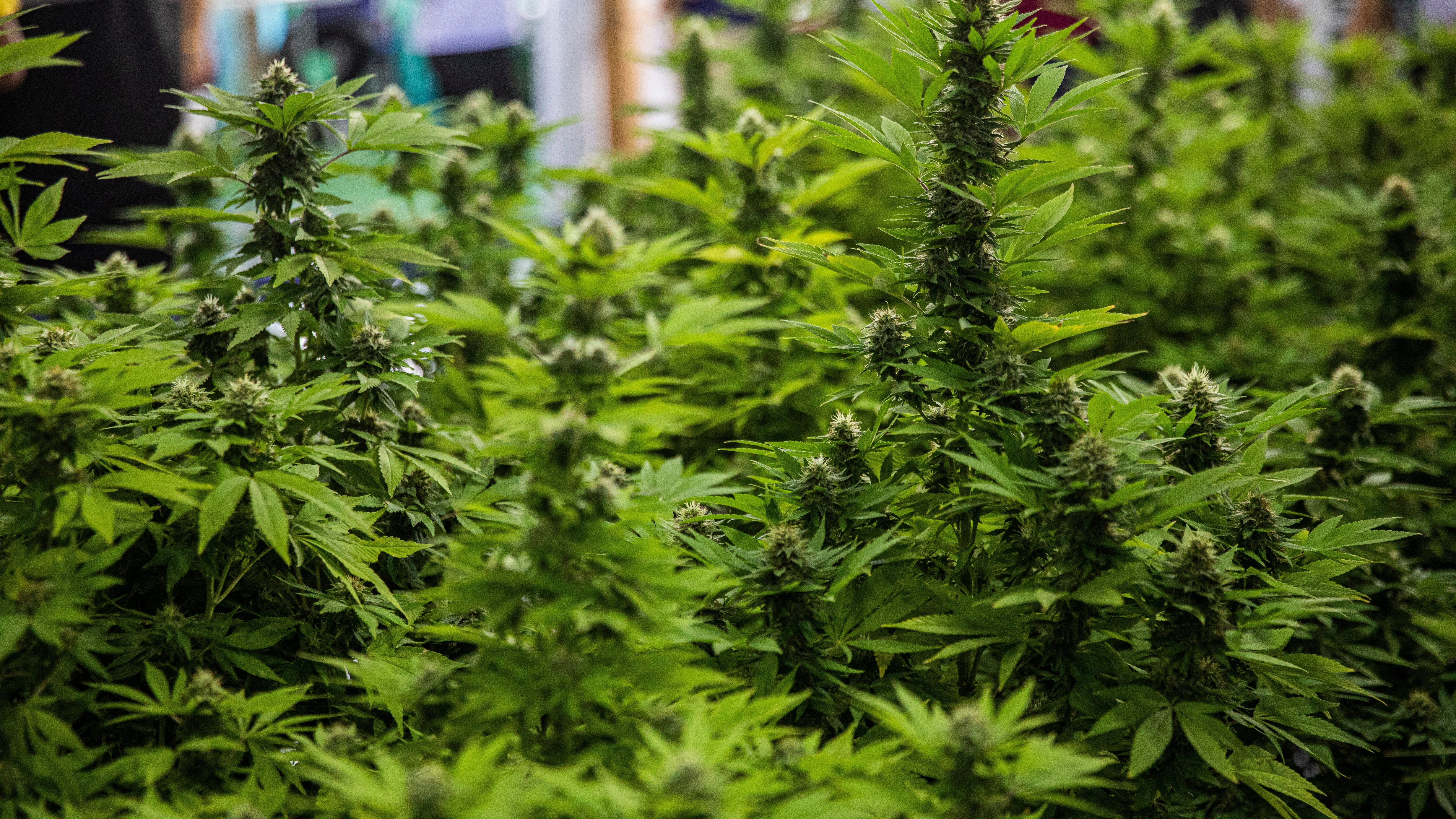 NYPD to continue cannabis testing despite NYC Law Dept. guidance to stop, FDNY nixes tests