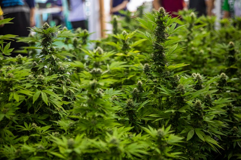 Marijuana