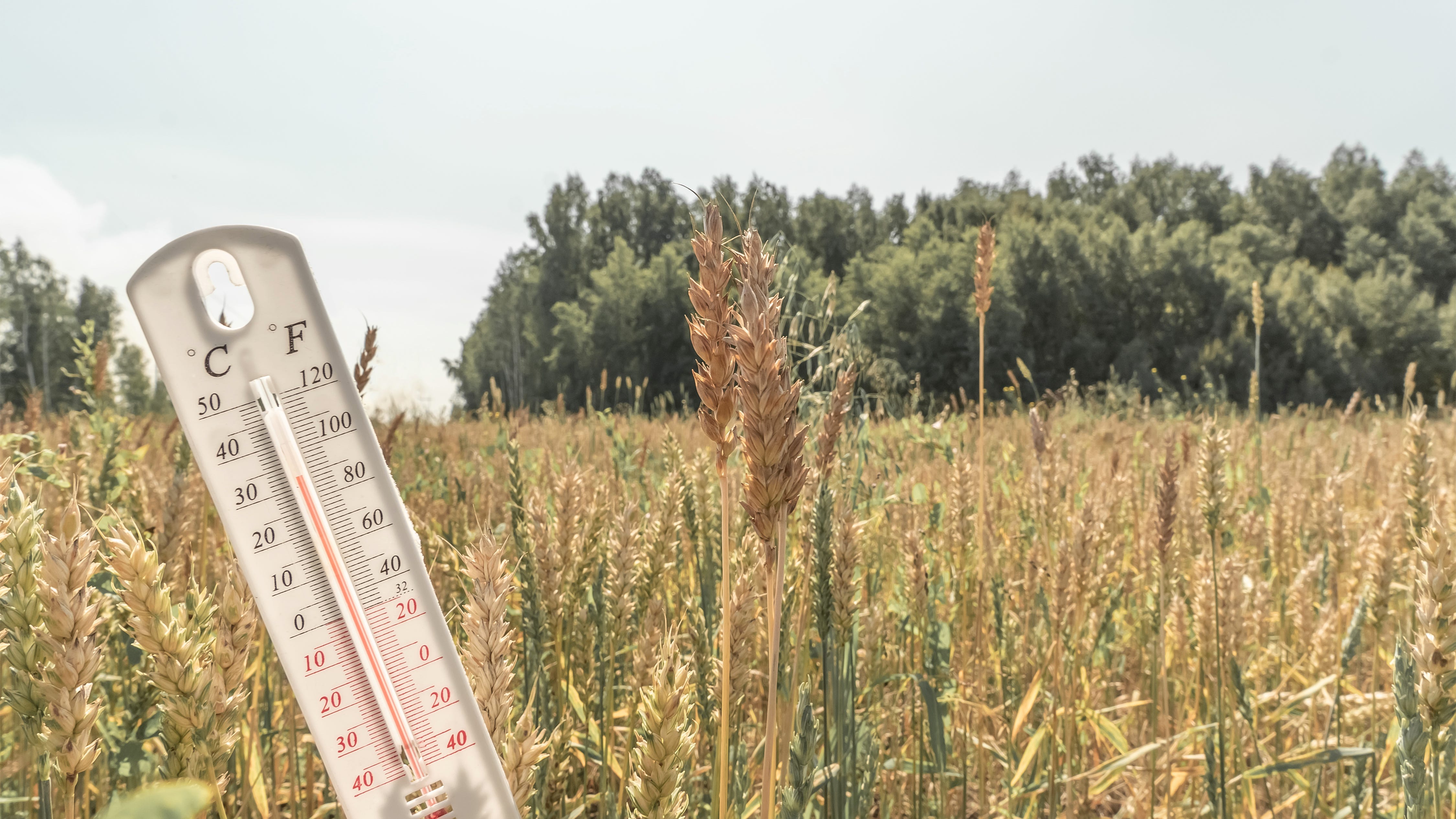 Drought conditions linger in Minnesota