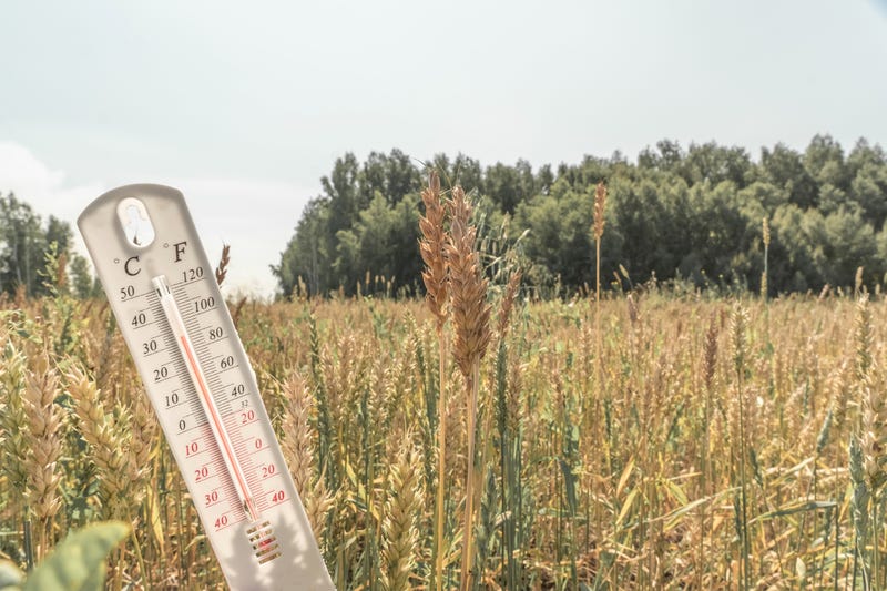 Dry field
