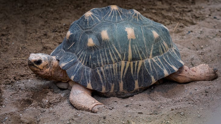 90-year-old tortoise fathers three hatchlings; here's why that's a big deal