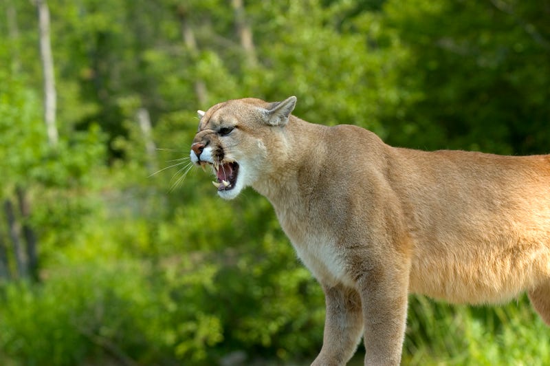 Mountain Lion
