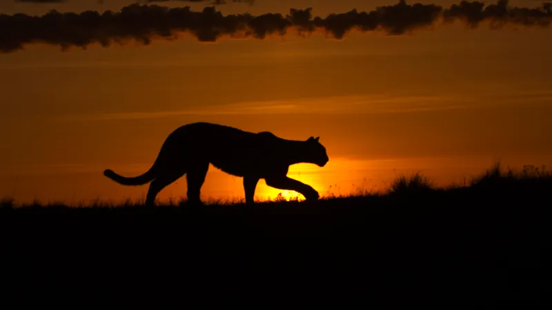Mysterious cat seen jumping 6 feet into the air in Hawaii