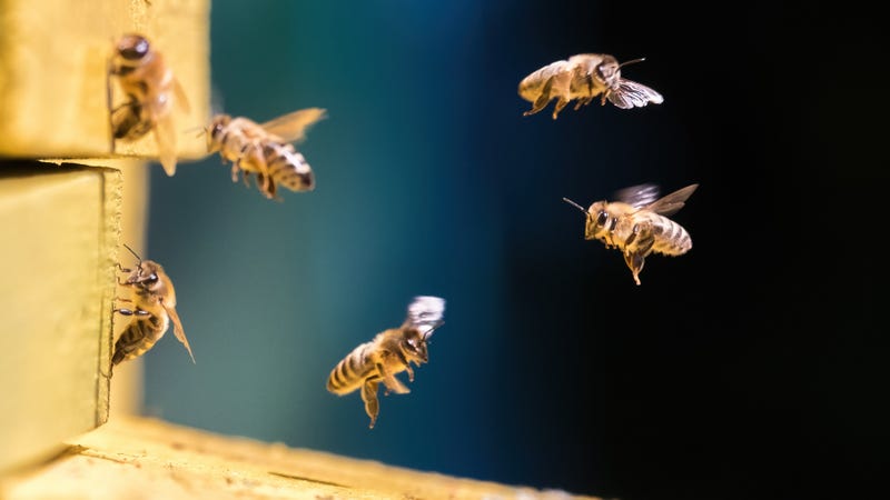 Stock image of bees
