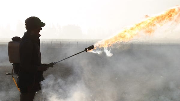 Florida man shoots flamethrower at neighbors following dispute about parking