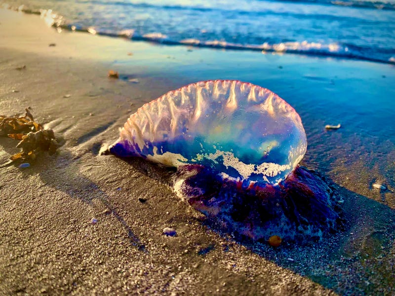 Portuguese Man o’ War
