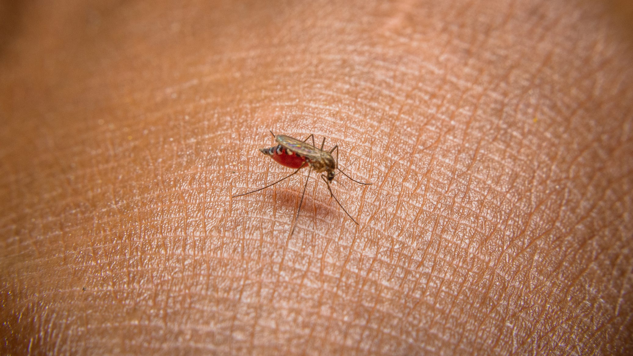 CDC warns health officials that malaria is resurfacing in the US
