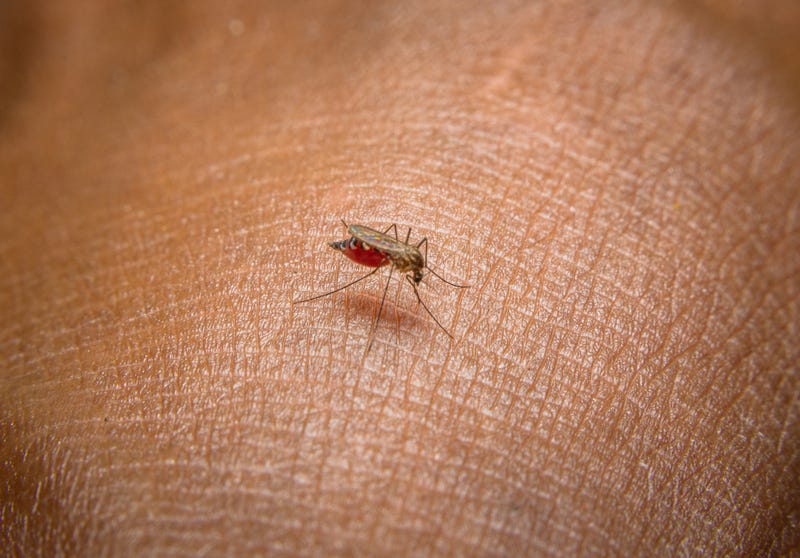 Mosquito biting someone. 