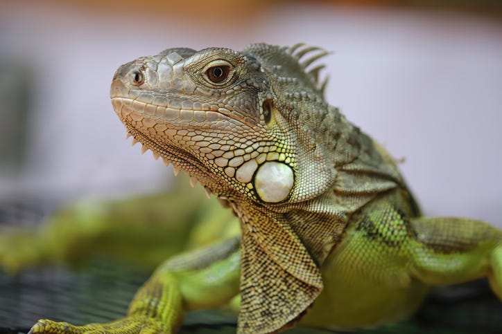 iguana