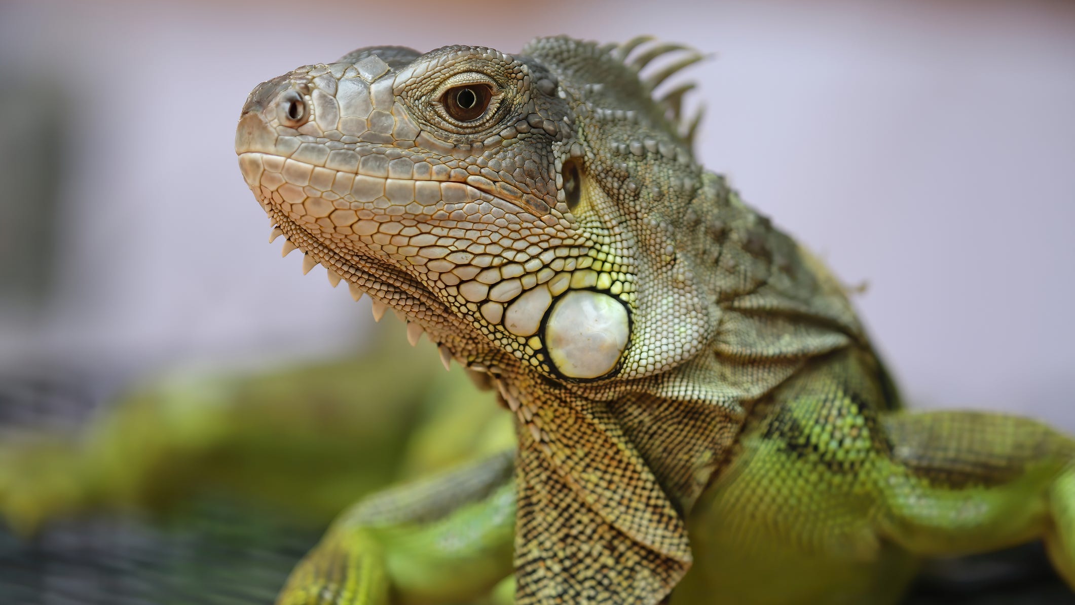 Louisiana man arrested in Florida for transporting duct-taped iguanas