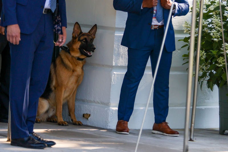 Commander, the dog of U.S. President Joe Biden, looks on as Biden departs on the south lawn of the White House on June 25, 2022 in Washington, DC. 