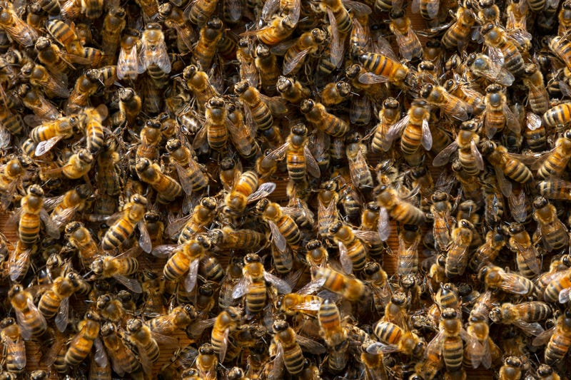 Bees
