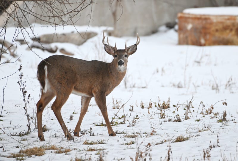 Whitetail Deer, Minnesota, Prior Lake, Rescue, Animal Rescue
