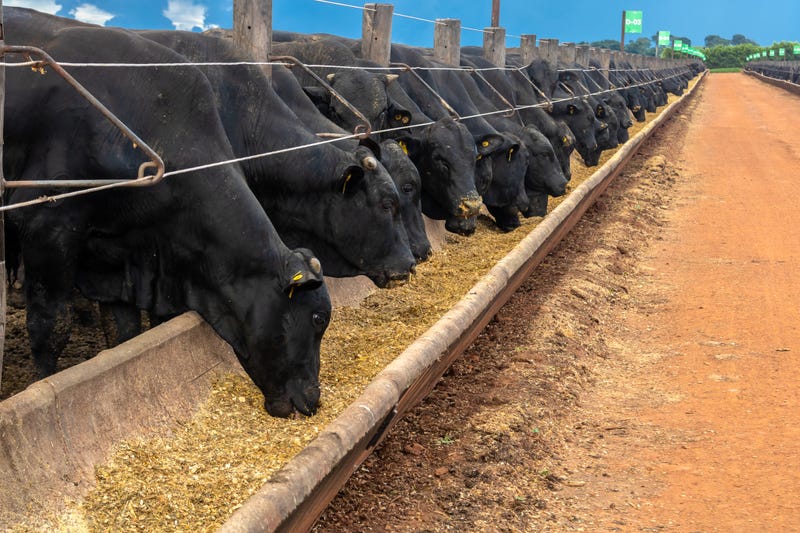 Cattle