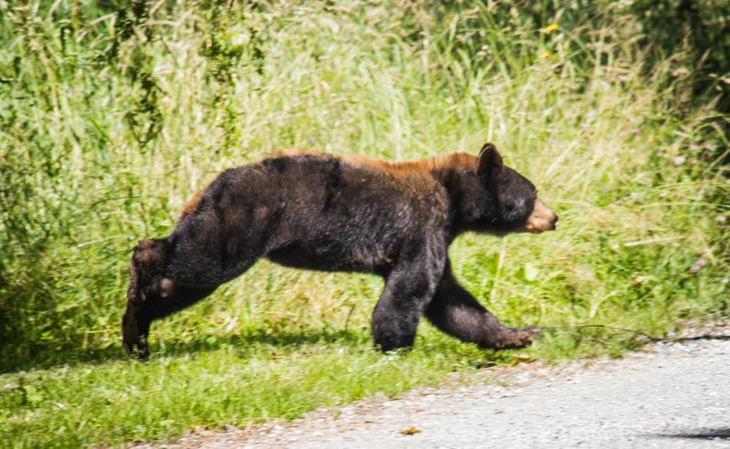 Stock photo of black bear near road