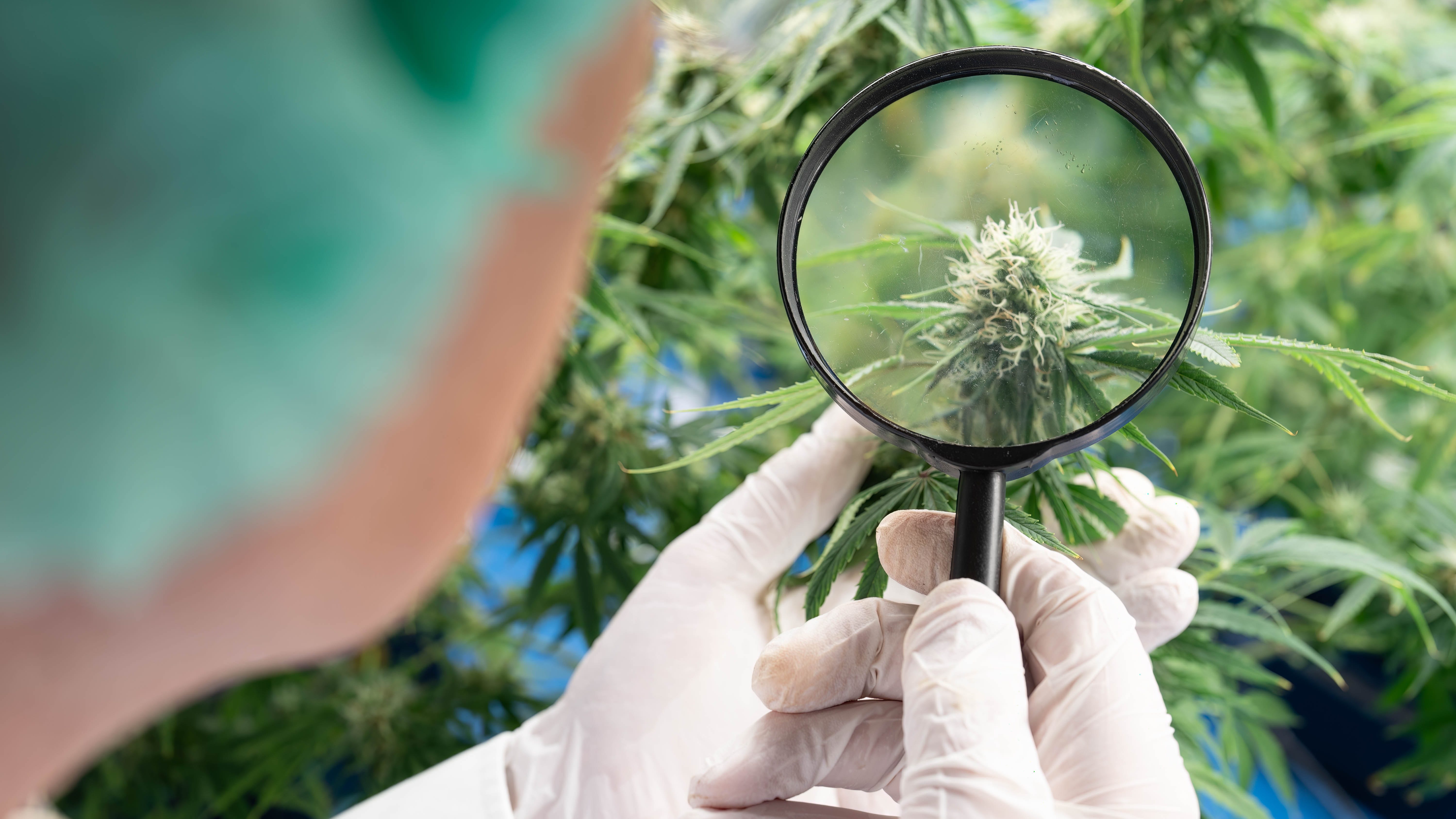 'Highly potent' weed is creating pot addicts