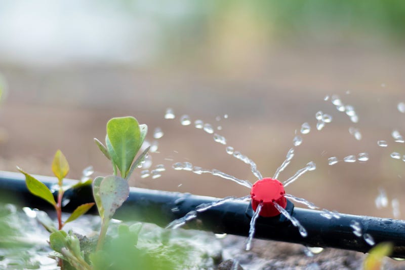 Close up view of drip irrigation pipe puring water into the plantation in the orchard garden