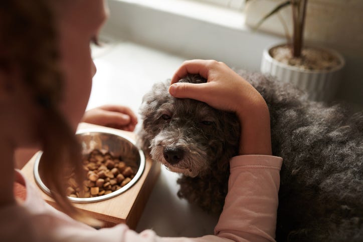 dog food