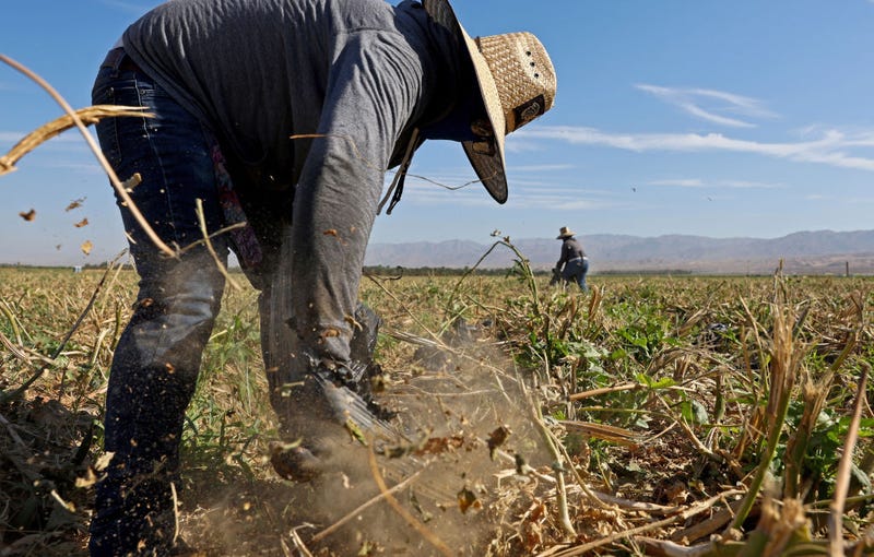 Farm workers clear out hosing which was used to irrigate an okra field on July 13, 2022 near Coachella, California. 