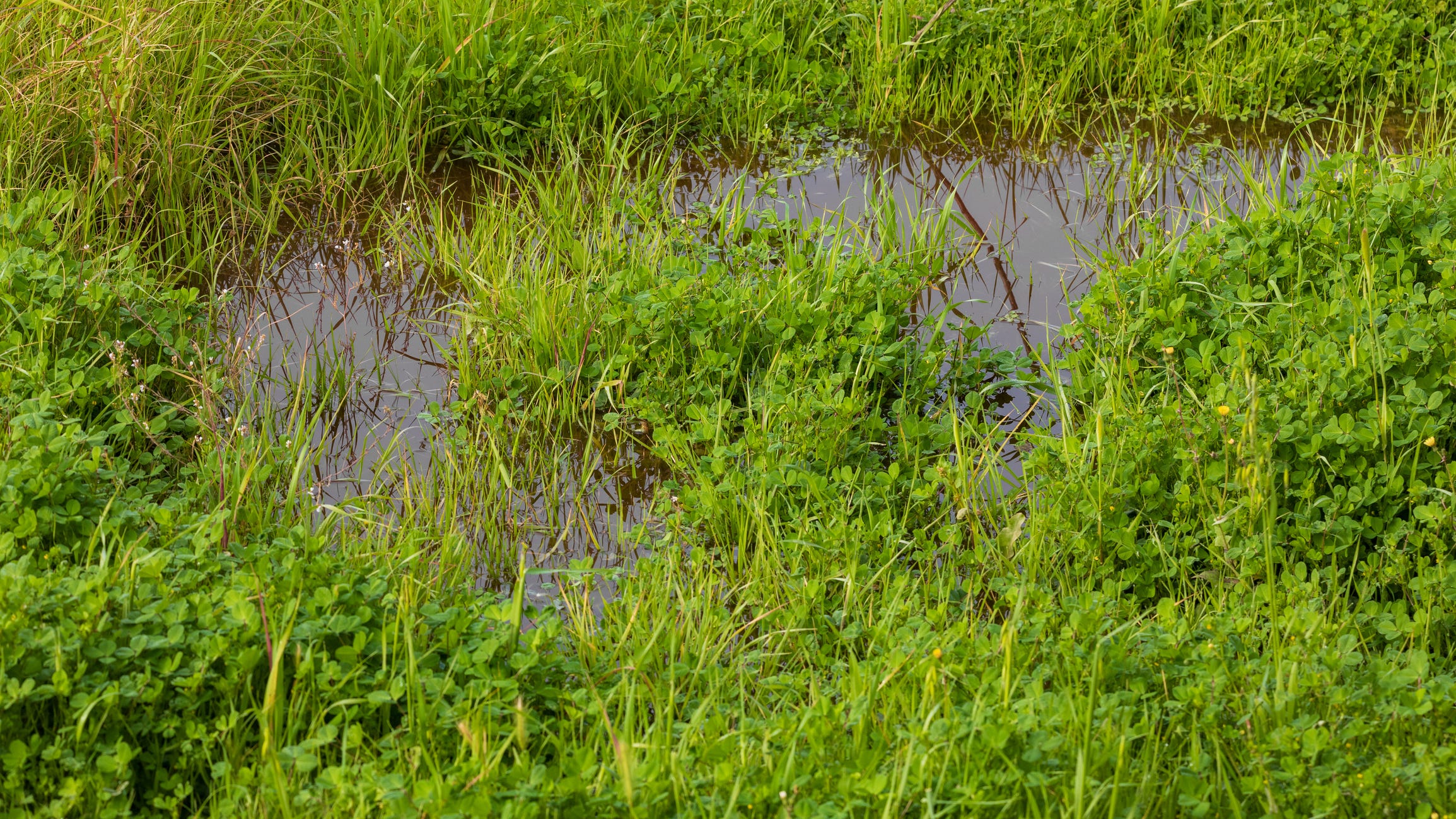 Why Louisiana’s Agriculture Commissioner is urging you to check for standing water in your yard