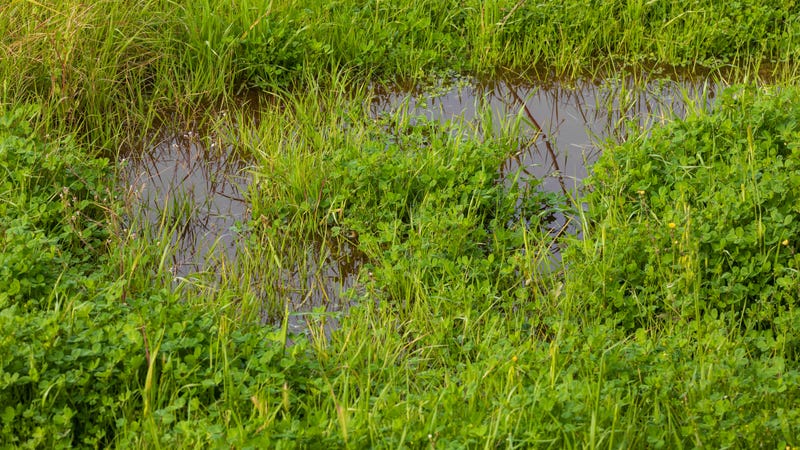 Standing water on lawn grass. 