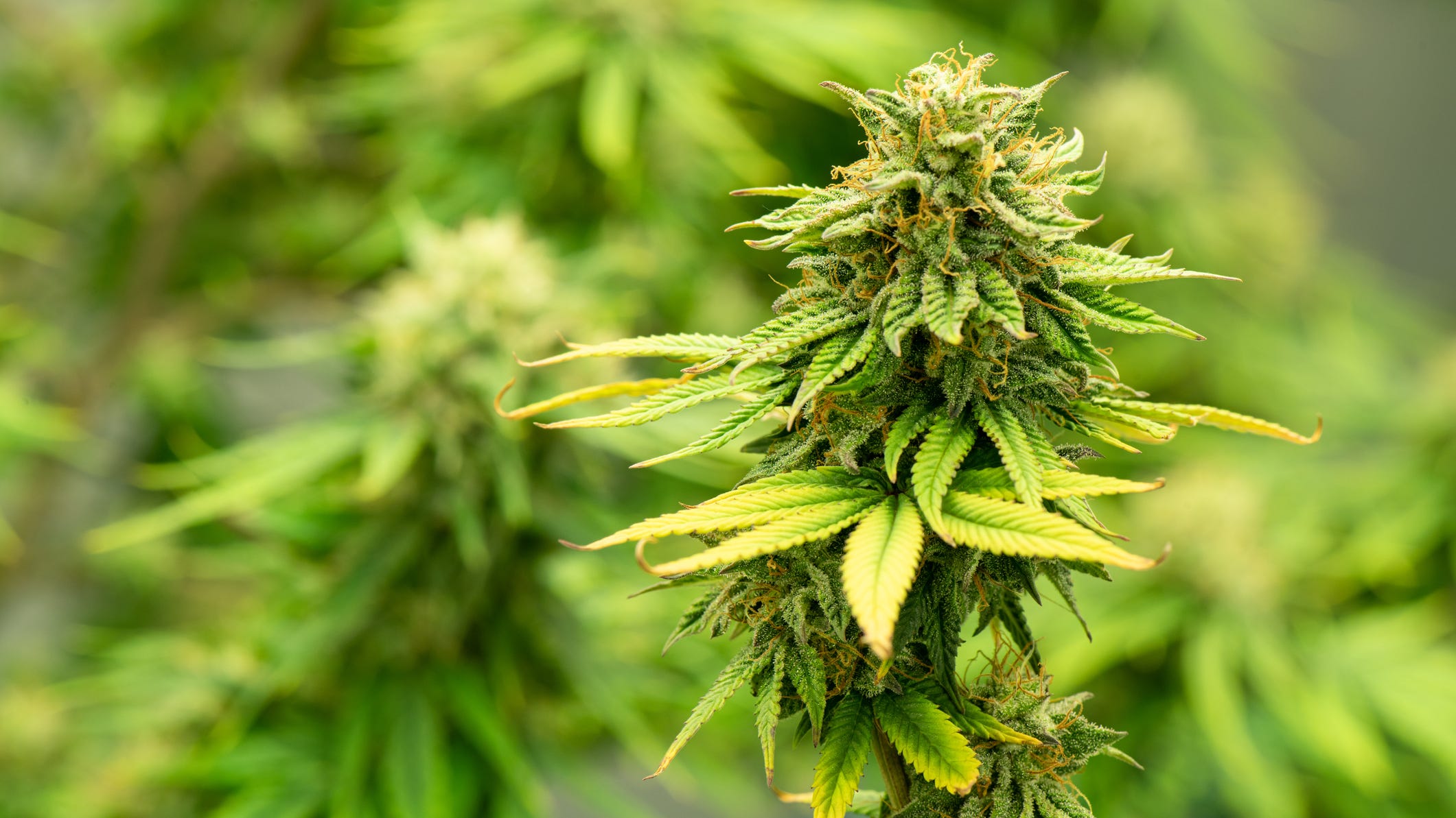 Overusing marijuana is leading to surgery complications and even death