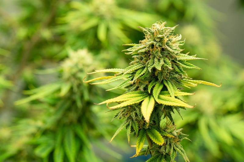 Cannabis plant.