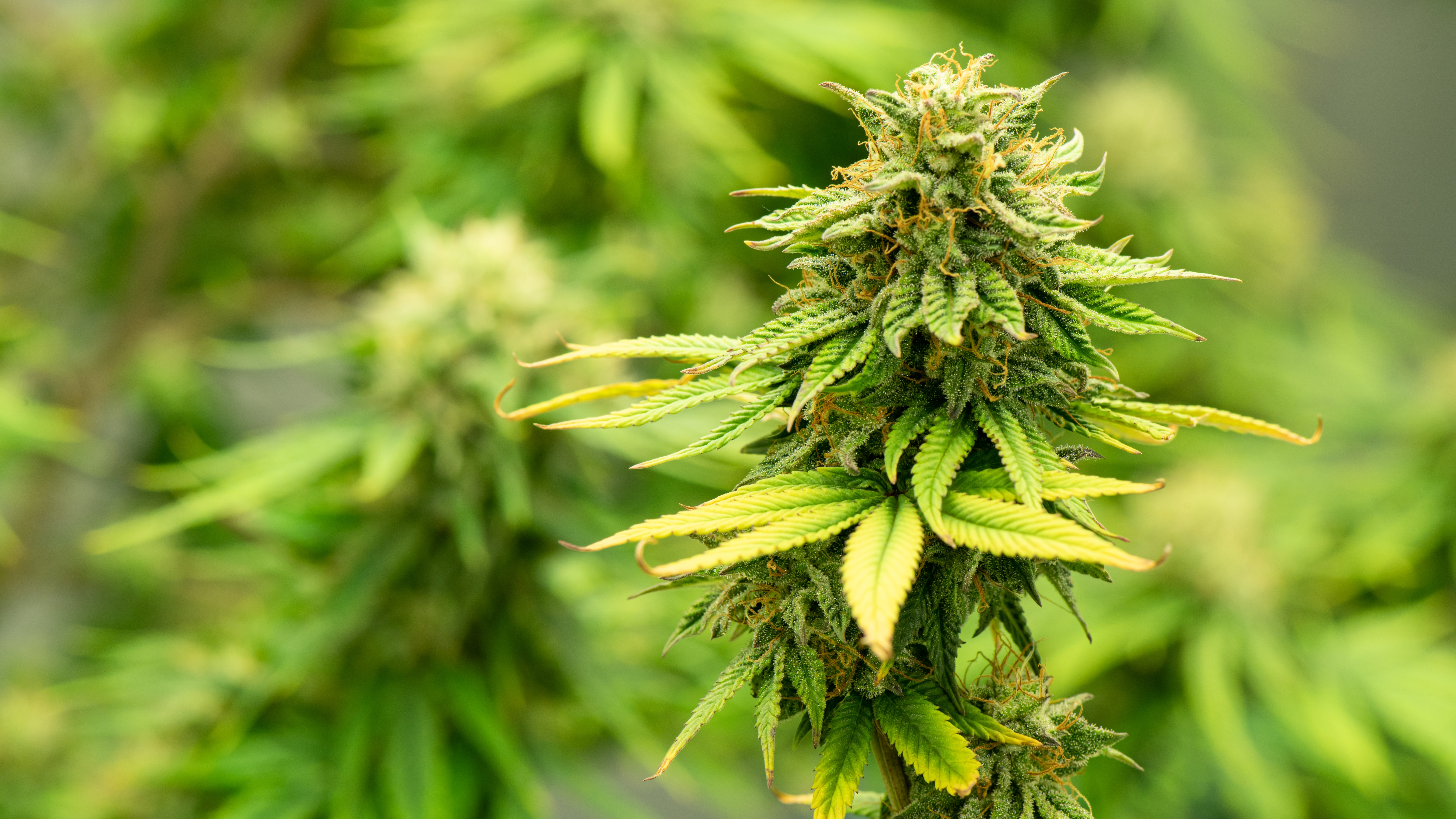 What reclassifying marijuana in U.S. could do for New York's cannabis market
