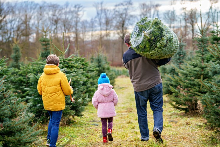 christmas tree farm