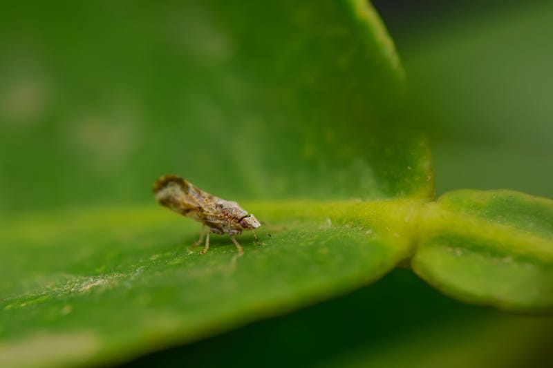 Macro photo of adult citrus psyllid also known as Diaphorina citri on citrus leaf. It is a important pest of citrus crops which is responsible in citrus greening. Used selective focus.
