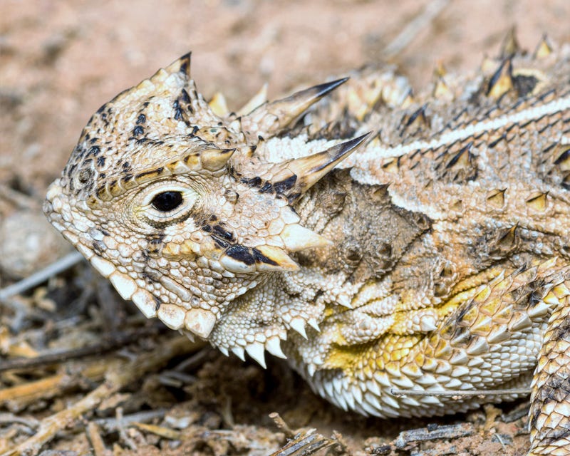 Texas Horned Lizard