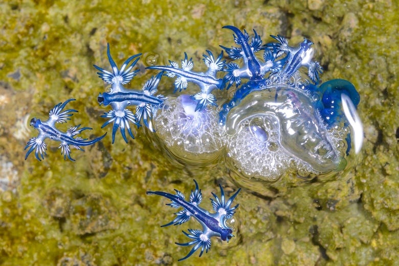 Blue dragon sea slugs swimming underwater