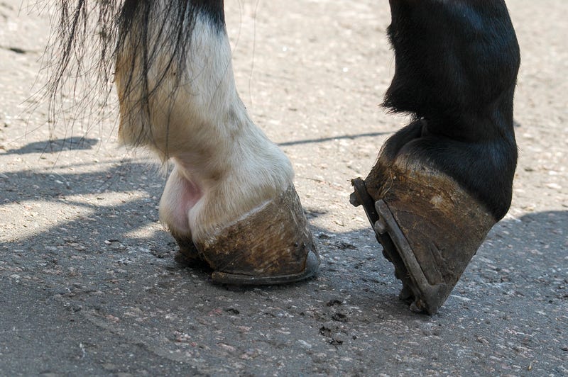 hooves