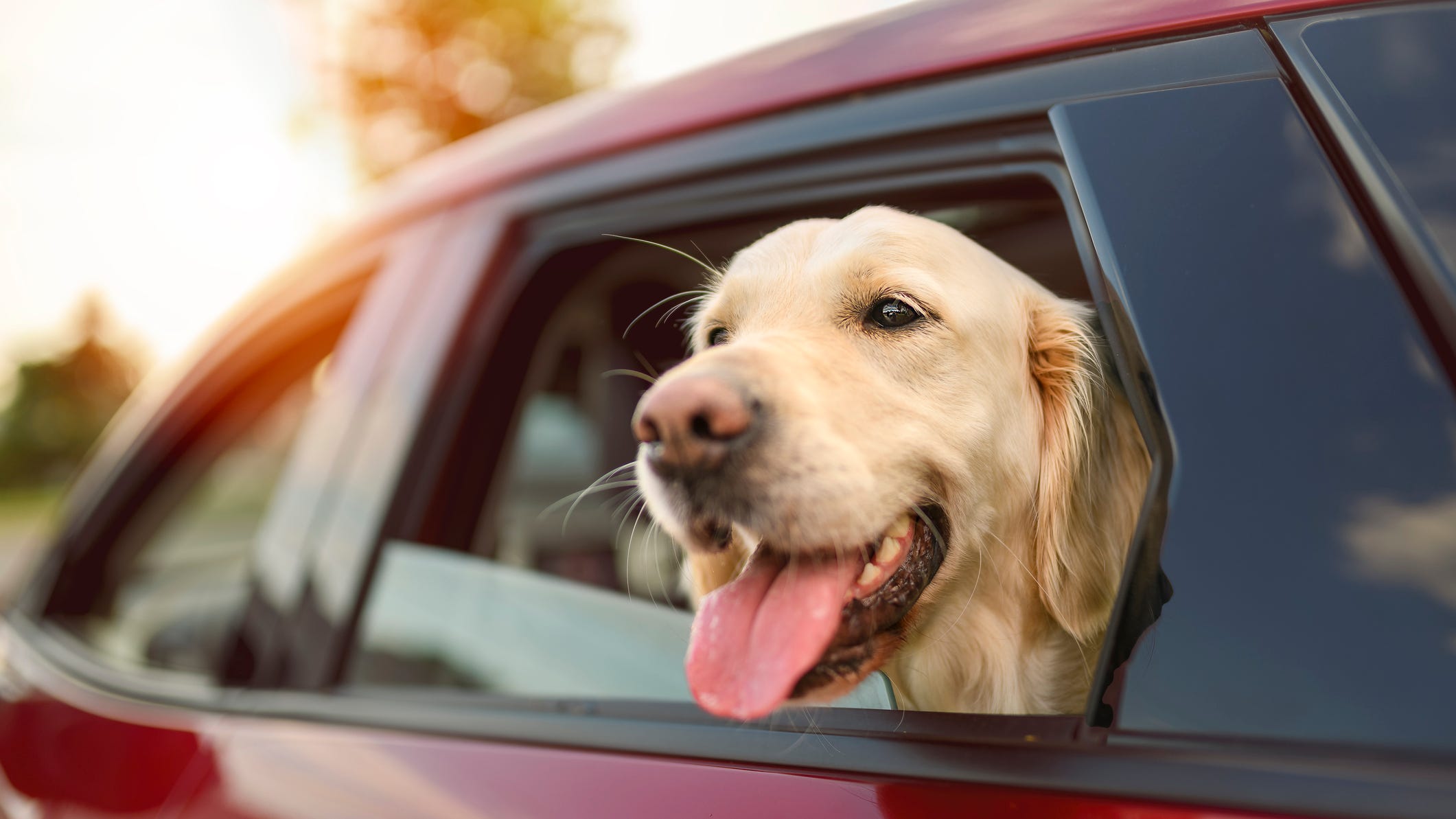 Why would lawmakers come after your dog's favorite hobby?