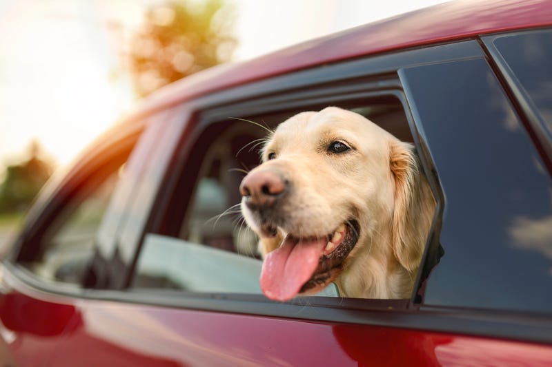 A Golden Retriever Looking Out Of Car Window