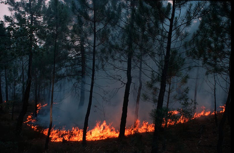 Forest fire