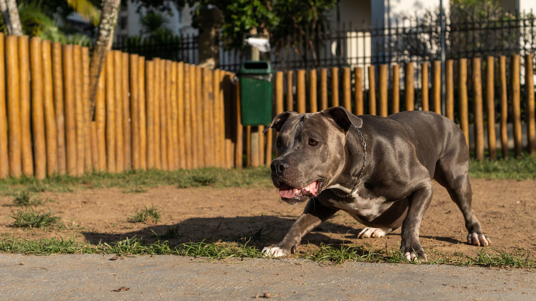 86-year-old dies from injuries sustained after two pit bulls attacked her and her grandson