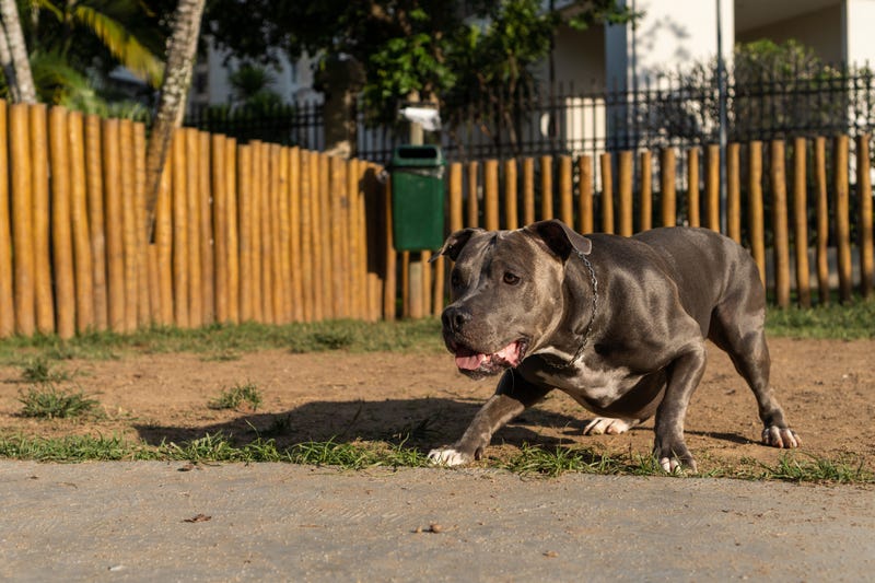 Pitbull about to lunge.