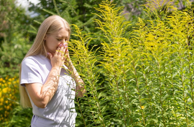 If your fall allergies are already acting up, you don't need to be told ragweed pollen counts are high these days. In fact, they're very high.